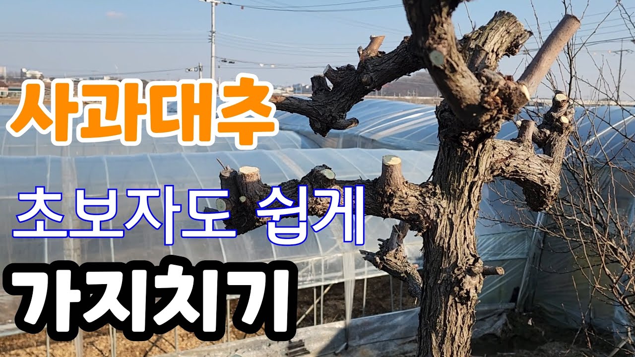 사과 대추나무 가지치기 초보자도 쉽게 알이 굵고 벌레 안먹게 하는 꿀팁