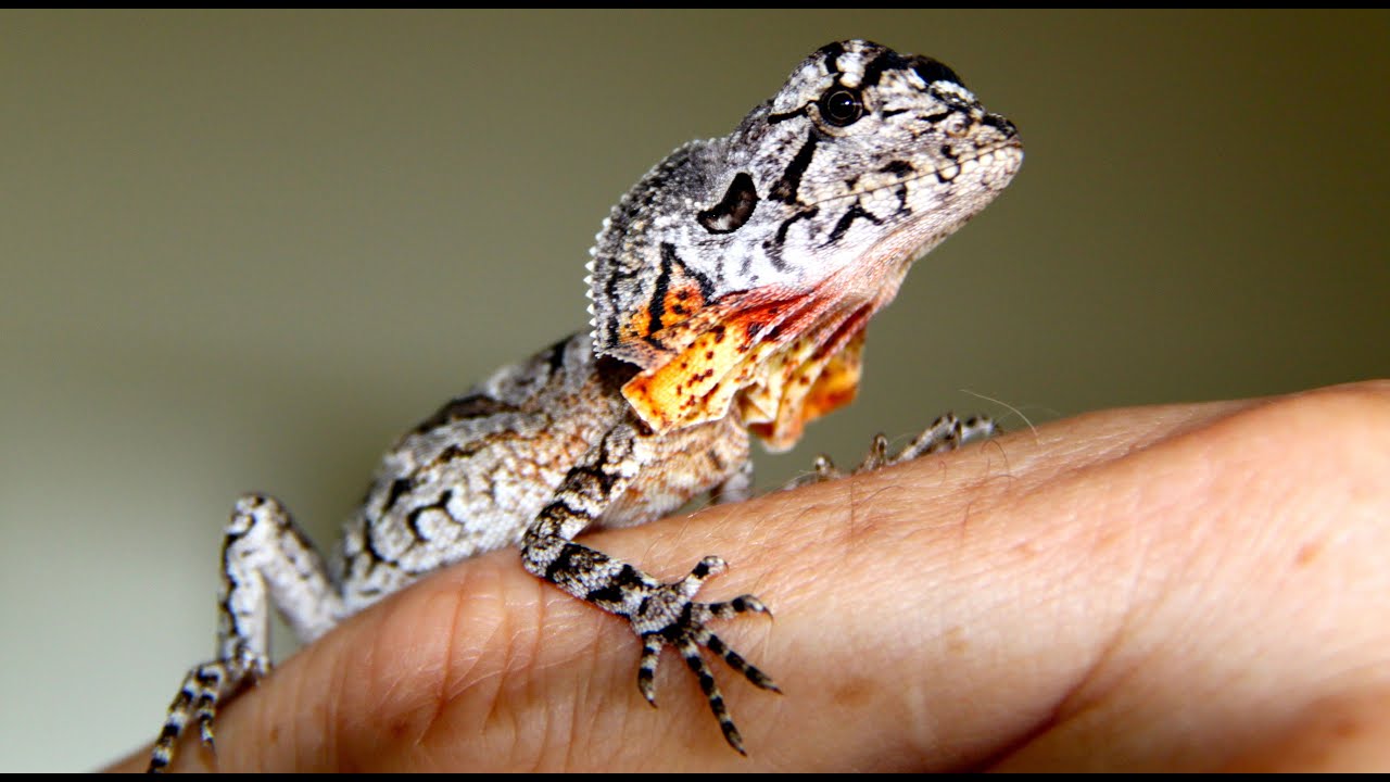 Cuidados del Clamidosaurio bebe (chlamydosaurus kingii) |frilled dragon care|
