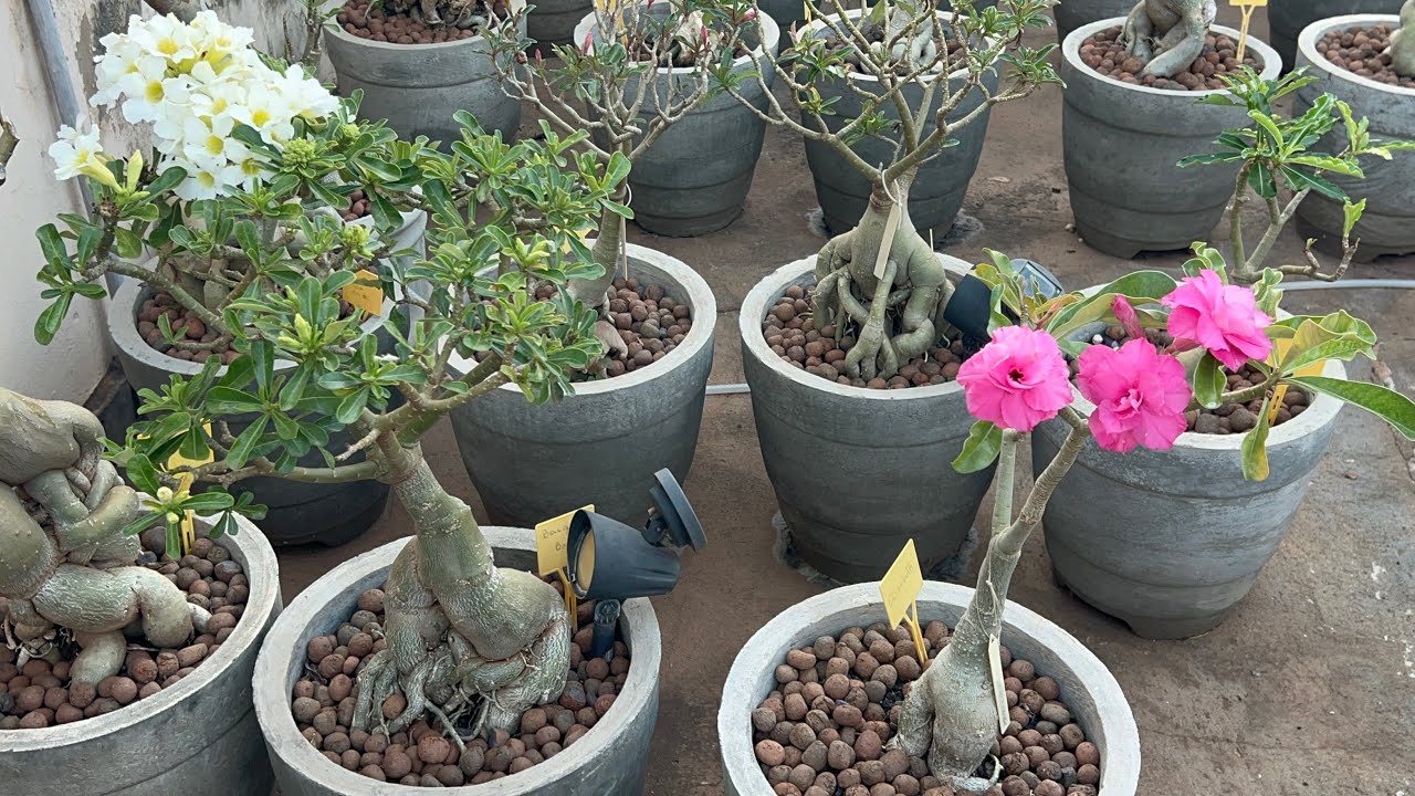 Garden Valota’s especializada em Rosas do deserto cores especiais  disponíveis pra vc 18997107975