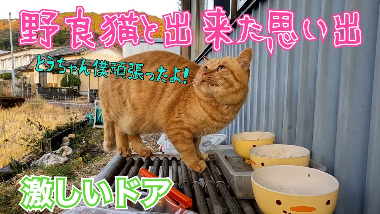 ‼️野良猫と出来た思い出‼️😊　好きな景色と激しいドア　のんびり日記