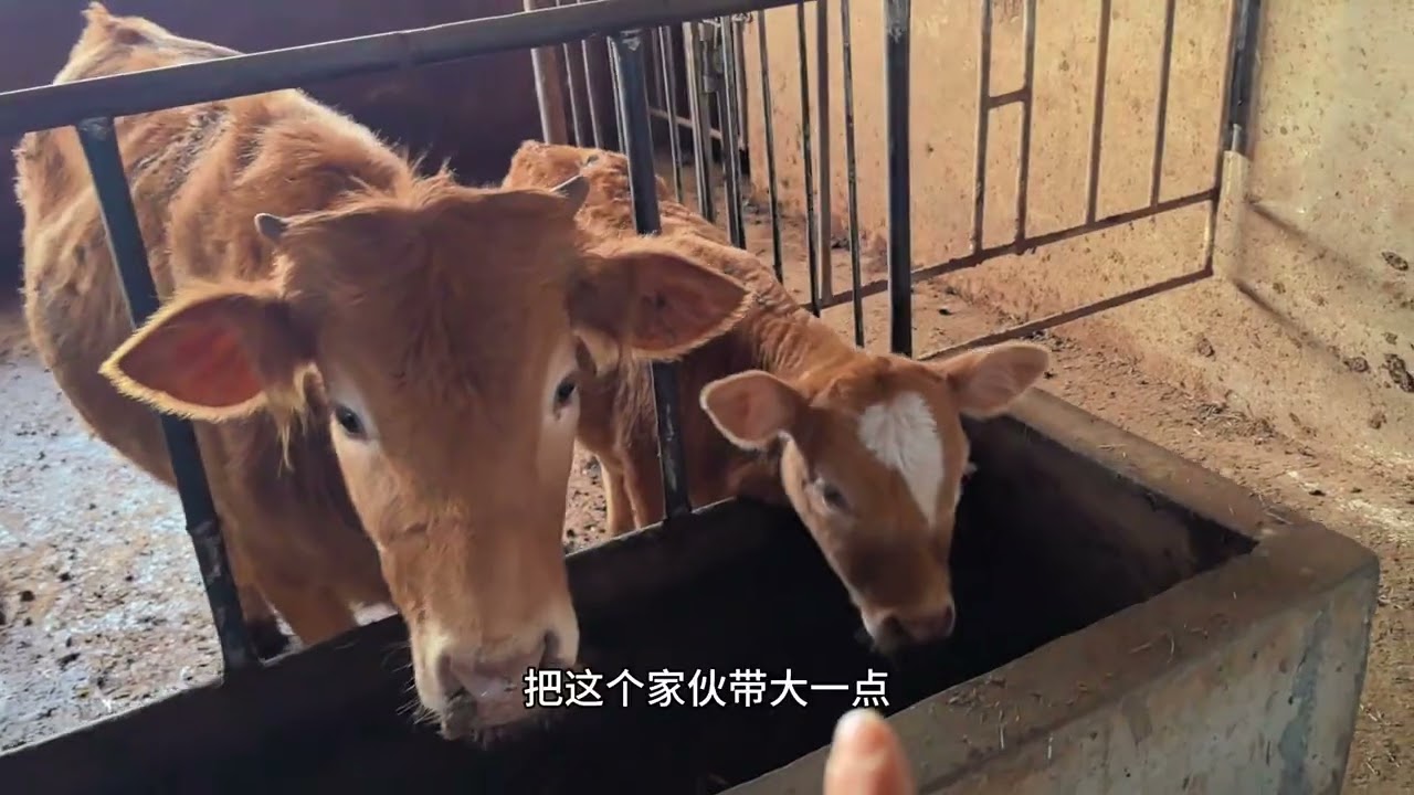 从初来乍到到全场焦点！新种公牛18天完美逆袭，今日C位入职！