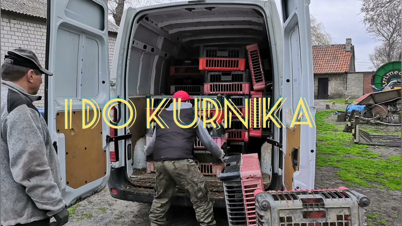 Nowe kury. Przyjechało 35 sztuk 👍🤗