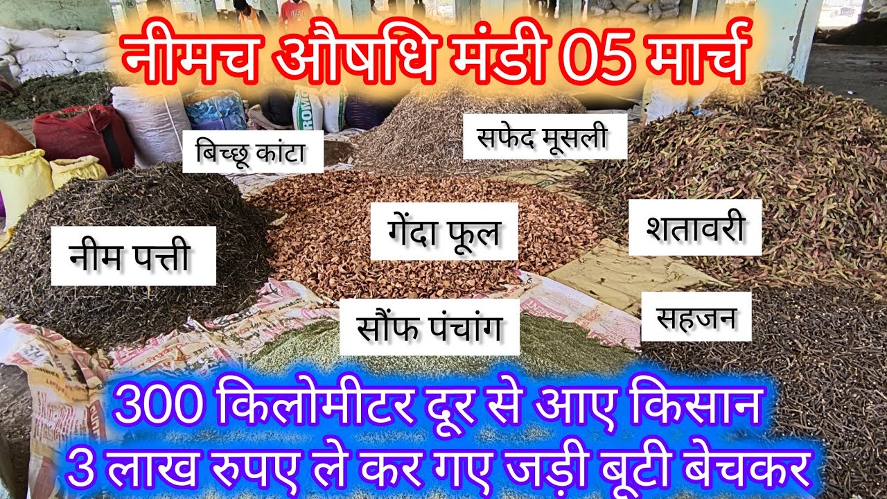 300 किलोमीटर दूर से आए किसान ले कर गए 3 लाख रुपए । नीमच औषधि मंडी । Neemuch Mandi bhav Neemuch mandi