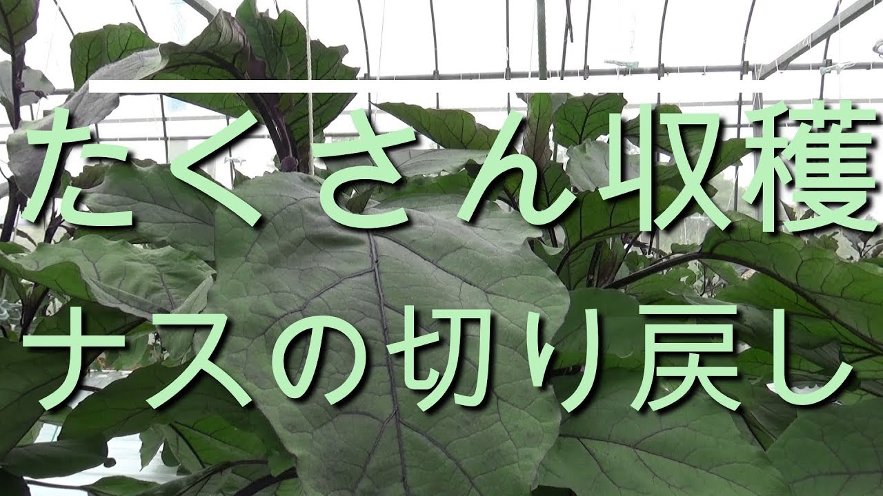 ナスを切り戻して、たくさん収穫しよう！