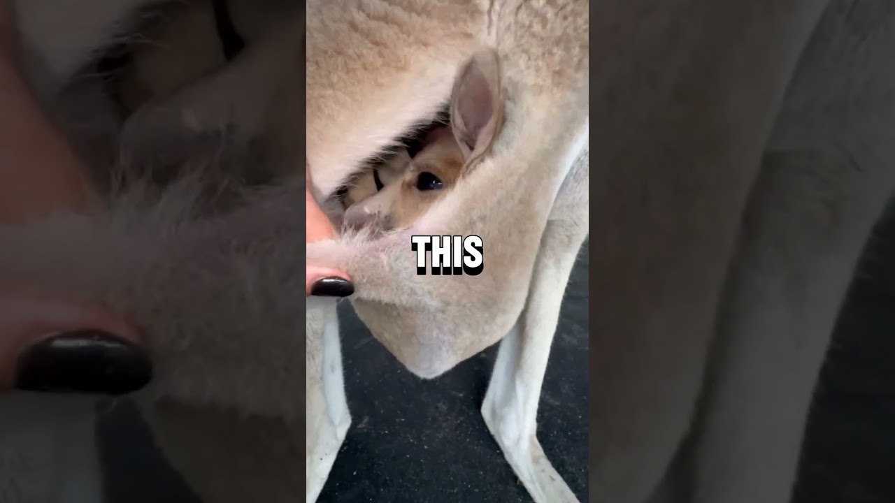 Inside kangaroo pouch