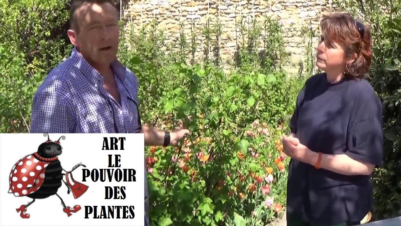 Jardinage:Comment Bouturer un cassissier