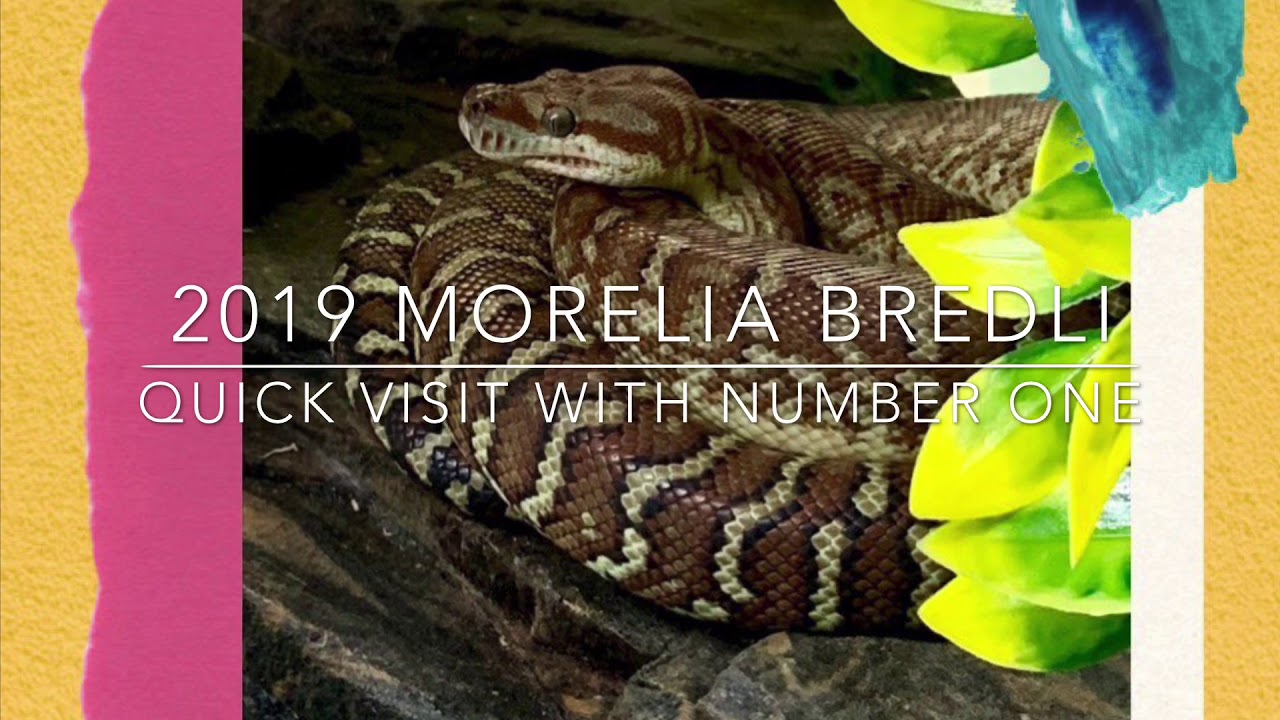 2019 Bredli: Number One