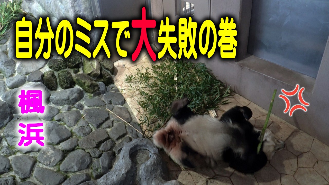 【美味しい竹がわざわい･帰宅順番爆笑劇場】子パンダ楓浜 一風変わった損した件