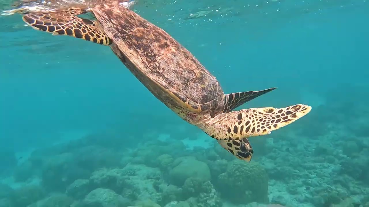 Filitheyo Maldives 2022 ..the place to bee :)