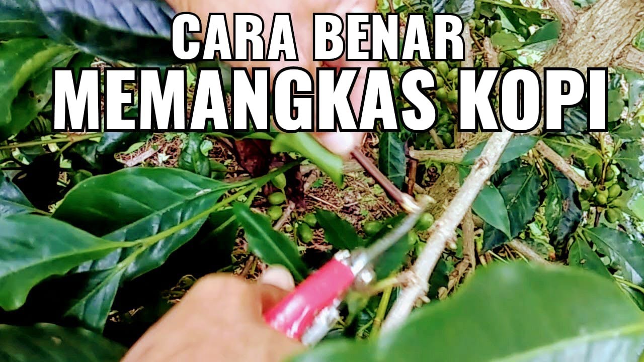 Tips | CARA BENAR MEMANGKAS KOPI