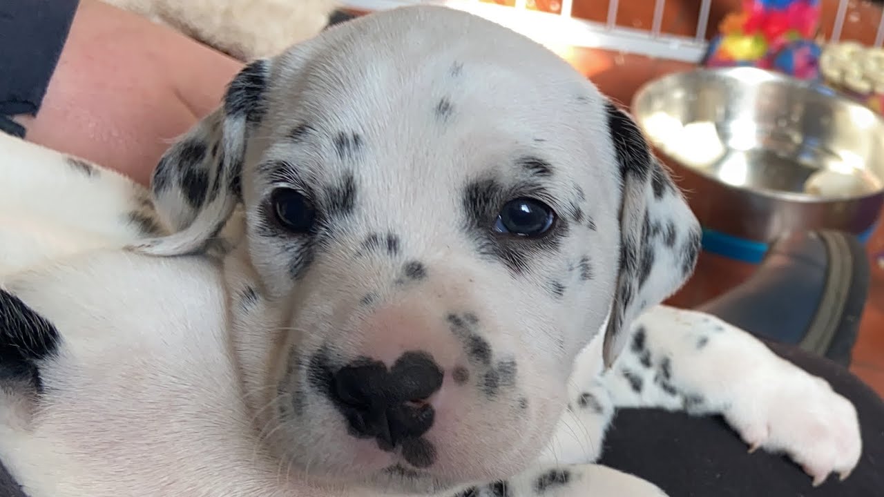 Dalmatian puppies playing with their aunt