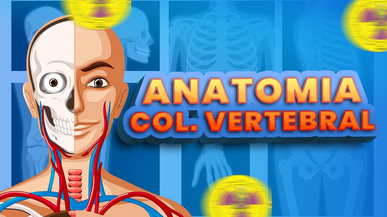 ANATOMIA E DIVISAO DA COLUNA VERTEBRAL | Radiologando