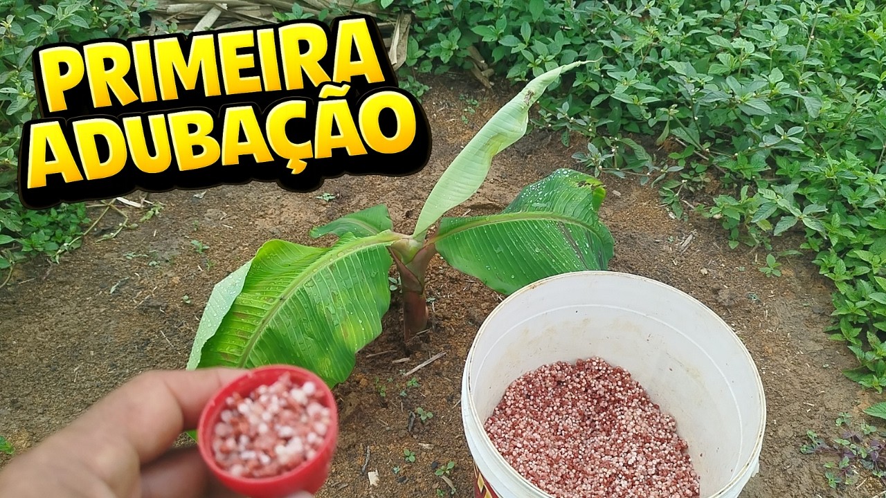 PRIMEIRA ADUBAÇÃO BRS TERRA ANÃ