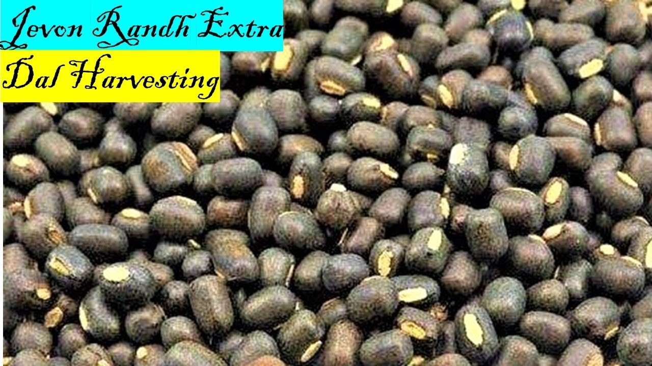 Black Gram Farming