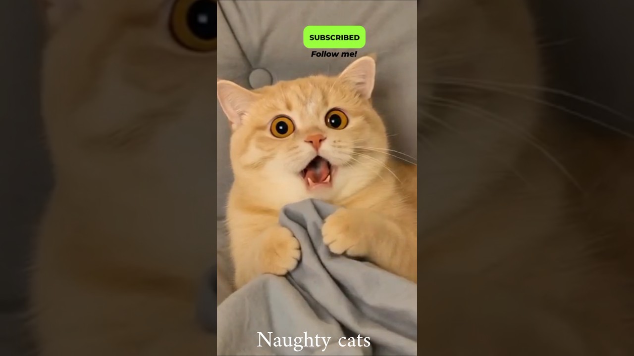 Funny Cats Compilation 😂 | Cute & Naughty Cats #shorts