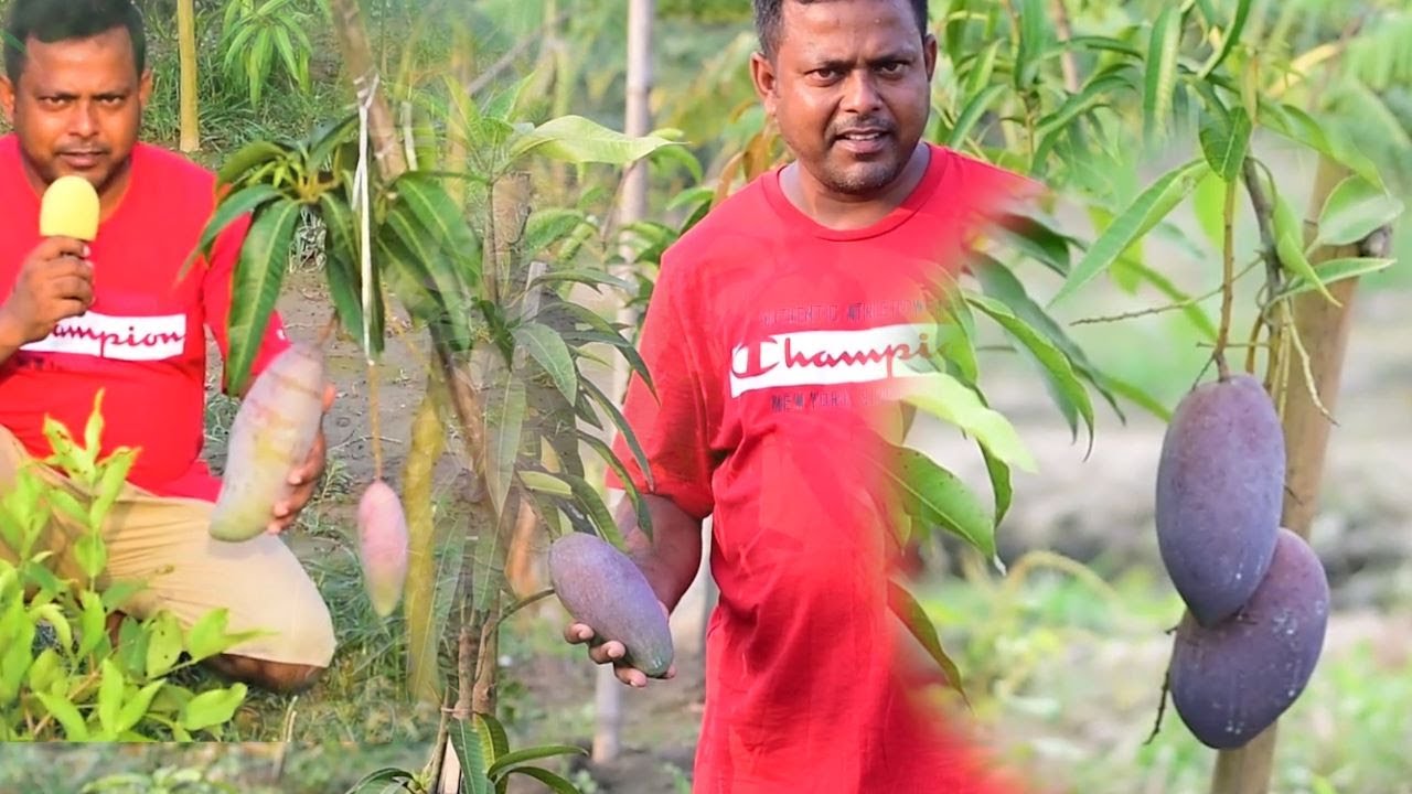 Colourful Mango Plants | यहाँ आप को मिलेगा दुनिया की सब रंगीन आम की किस्मे | Ananya Nursery