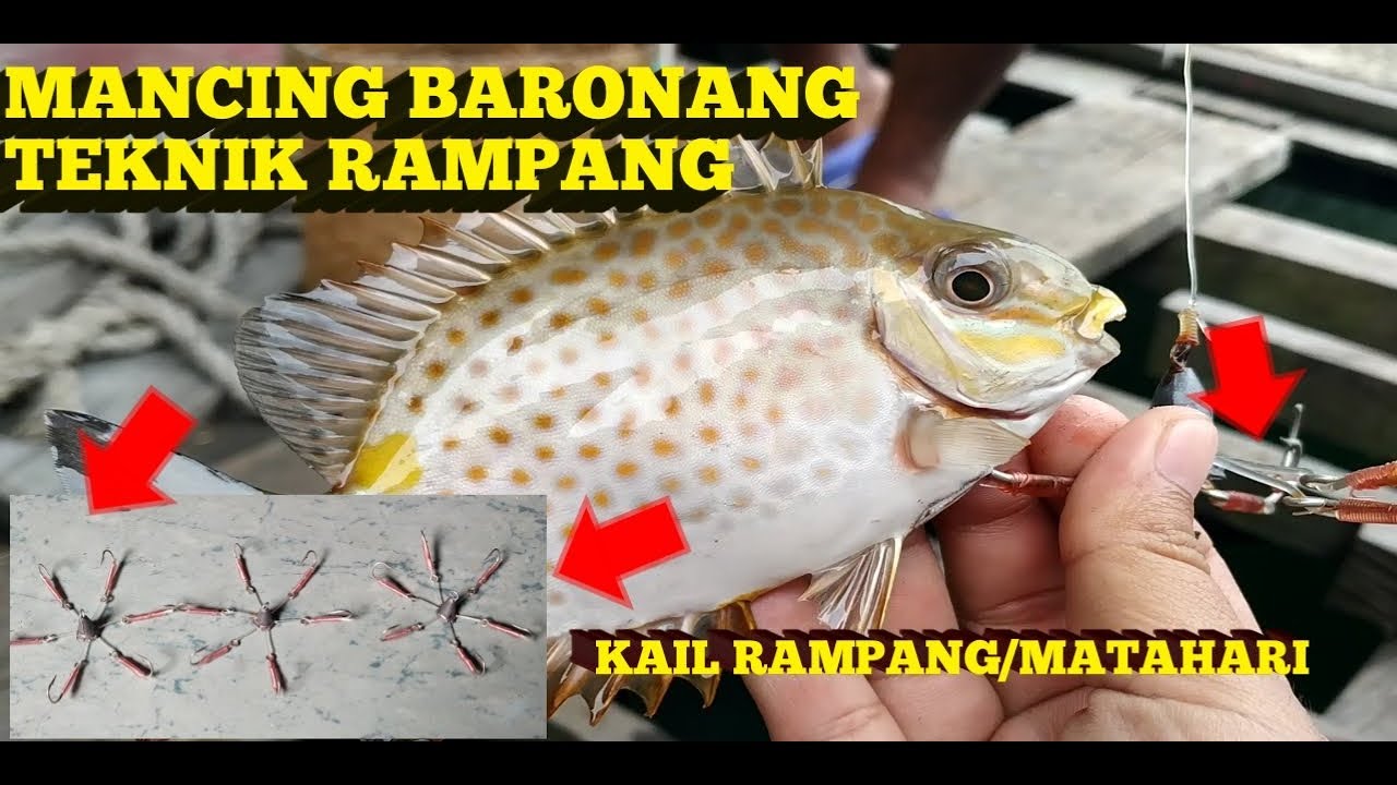 CARA JITU MANCING IKAN BARONANG DENGAN TEKNIK RAMPANG,TEKNIK GARONG UMPAN NASI