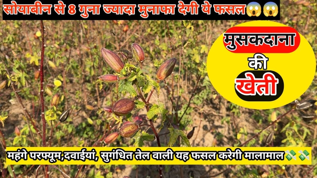 सोयाबीन को अलविदा कहो और कस्तूरी भिंडी की खेती करे होगा जोरदार मुनाफा 💵 | Kasturi Bhindi Ki Kheti