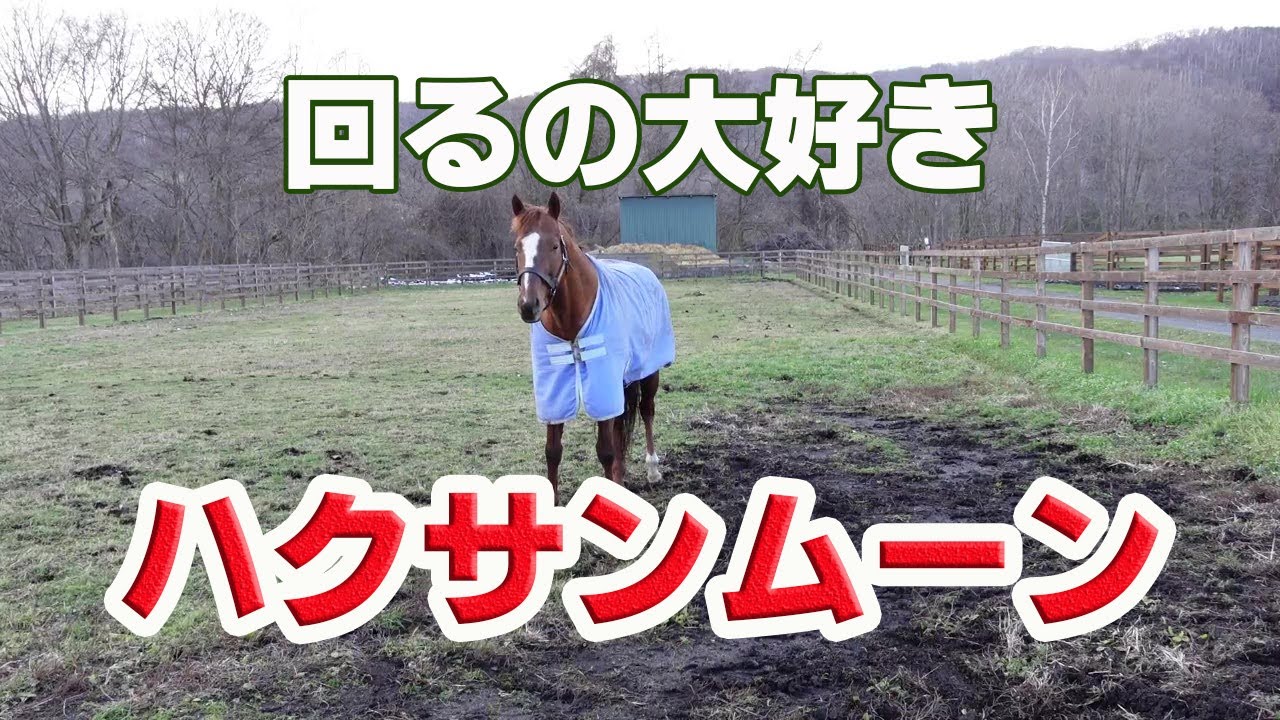回るの大好き ハクサンムーン Hakusan Moon