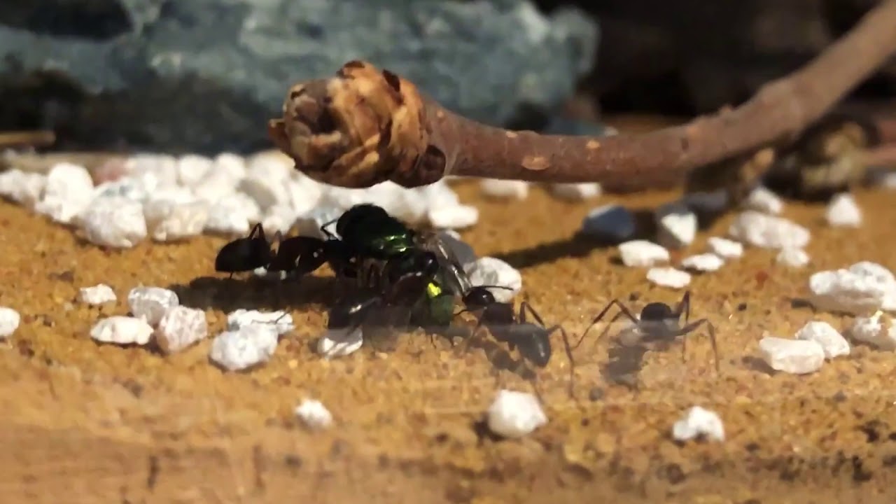 Pyres lustige Ameisen - Teil 138 - Steckbrief: Camponotus ligniperdus