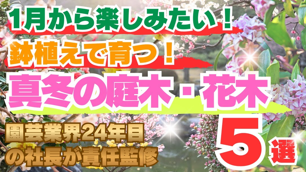 1月から楽しみたい！鉢植えで育つ真冬の庭木5選