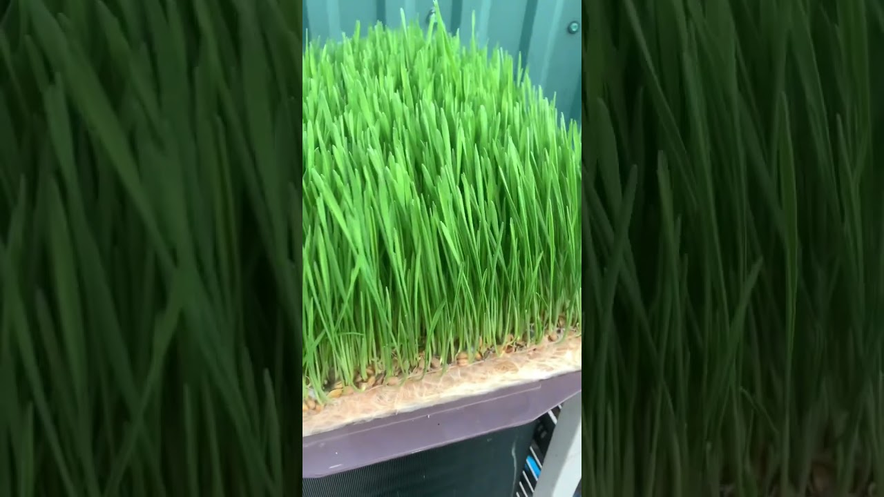 🌱😱