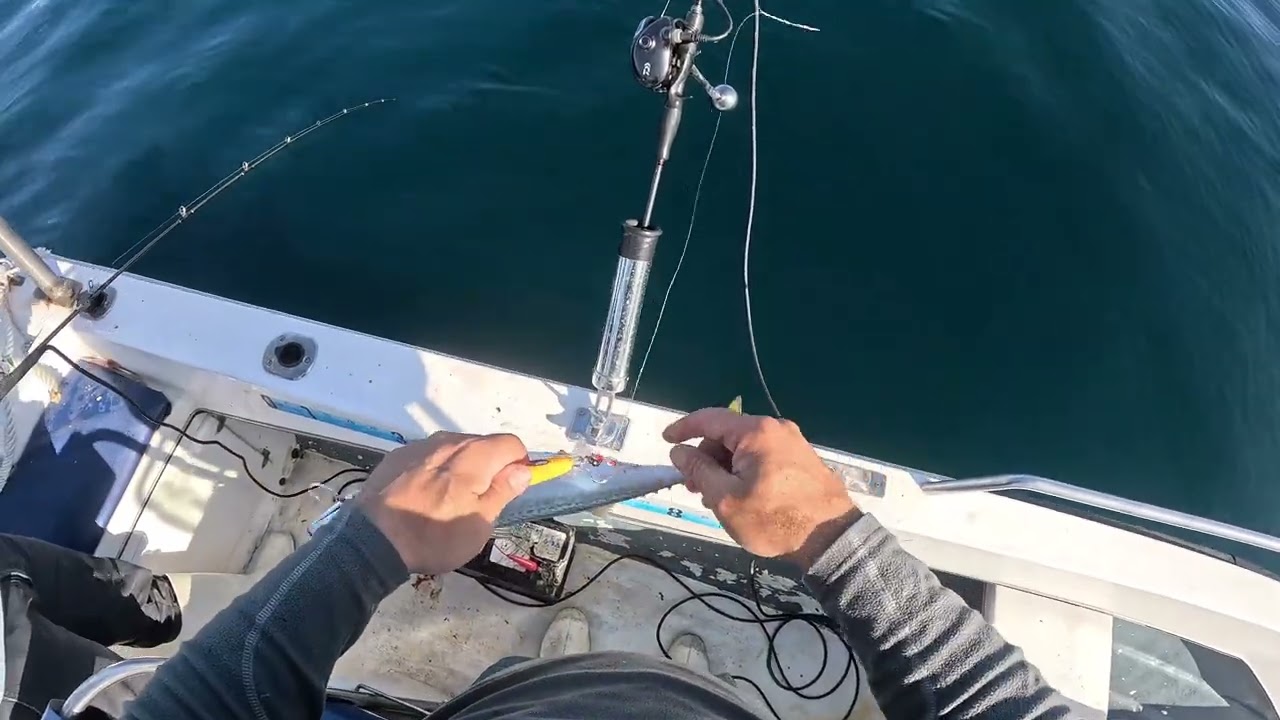 Killer wales vs fishing, pesca com presença de Orcas.