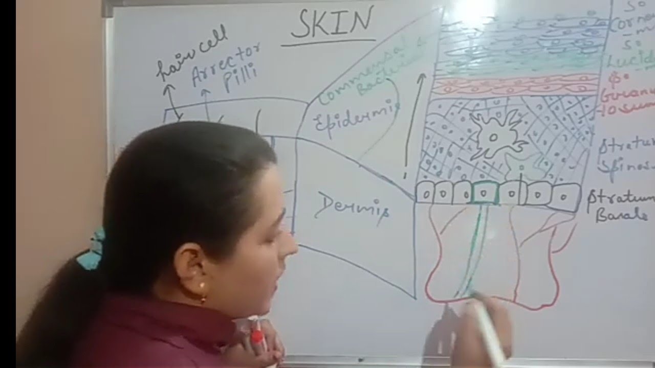 INTEGUMENTARY SYSTEM | ANATOMY OF SKIN | PART-2