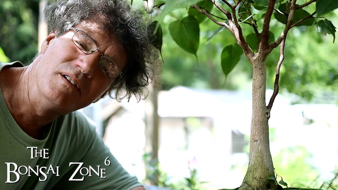 Re Potting My Ficus Religiosa Bonsai, Part 1, The Bonsai Zone, July 2019