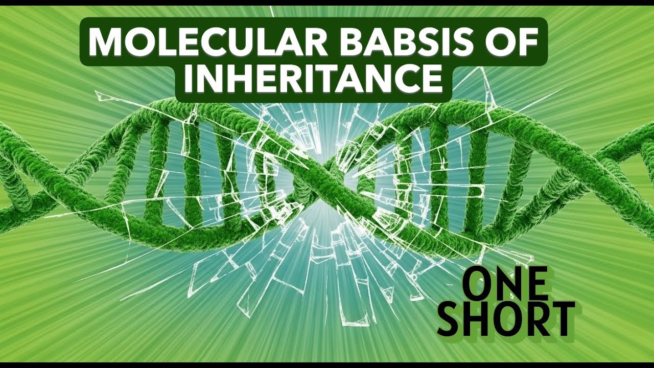 MOLECULAR BASIS OF INHERITANCE (ONE SHORT)