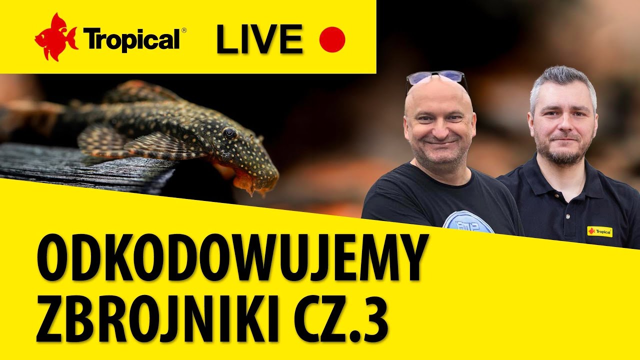 TROPICAL LIVE | Odkodowujemy zbrojniki/Decoding Loricariidae cz.3 - Maciej Koczko &Marcin Wawrzyniak