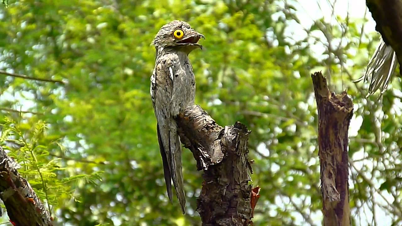 MÃE DA LUA
