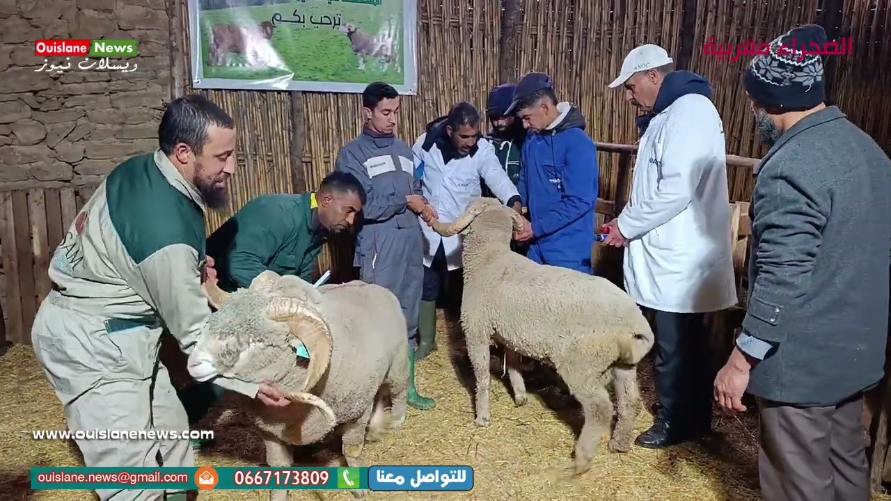 مكناس /حصريا طريقة عملية وشم خروفات وفحولة سلالة الميرينوس  ويسلان نيوز