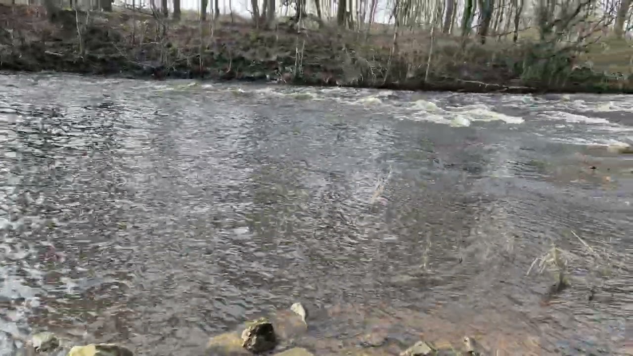 River Calder (Thornhill Lees weir) - Dewsbury - West Yorkshire - England (17-2-2026) 