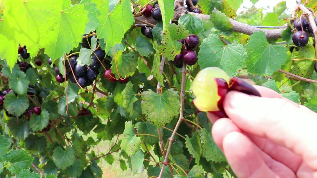 Delicious Muscadine