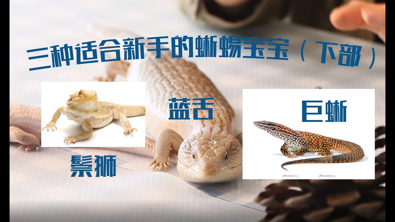 【鬃狮蜥】三种适合新手玩家饲养的蜥蜴宝宝，家说爬宠第二集下，石龙子，鬃狮，巨蜥