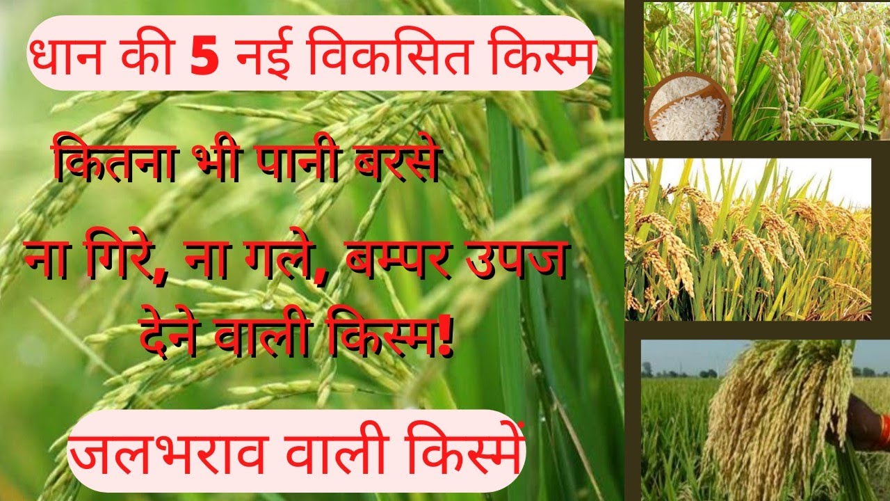 धान की 5 सबसे अधिक उपज देने वाली किस्में!जलभराव वाले क्षेत्र मेHighest Yielding Varieties of Paddy.