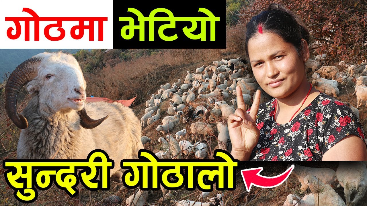सुन्दरी गोठालोलाई डरलाग्दो जंगलको भेडी गोठमा भेटियो ! यस्तो हुन्छ गोठको जंगली भान्छा ||kiranpaudel