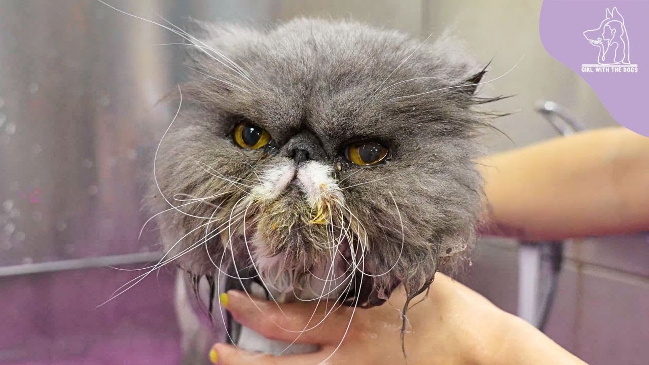A Cat With A BROKEN Meow 😂