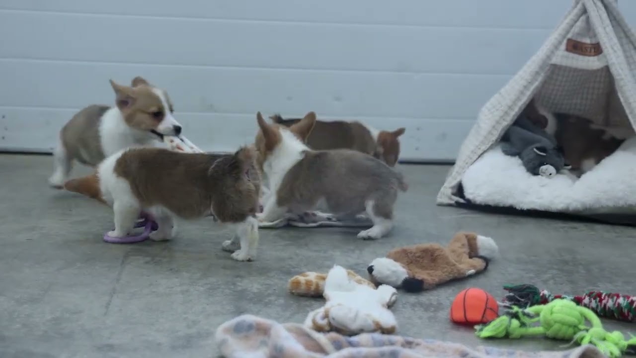 Playful Corgi Puppies