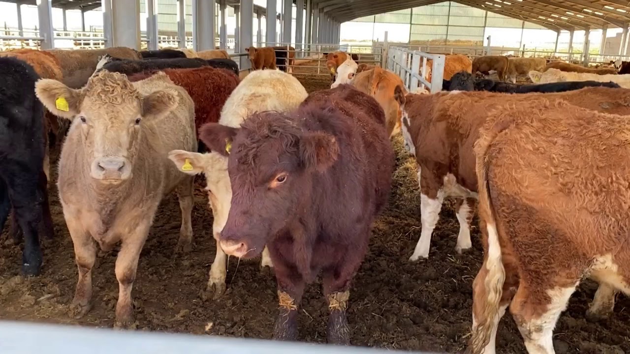 Rural Powerhouse Week: Holkham introduction