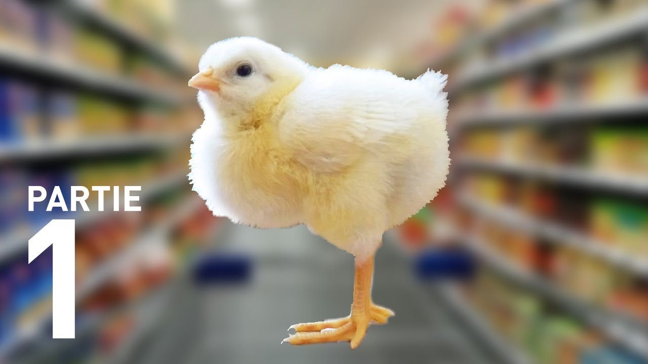 J'AI FAIT ÉCLORE DES OEUFS DU SUPERMARCHÉ - Marius Raconte