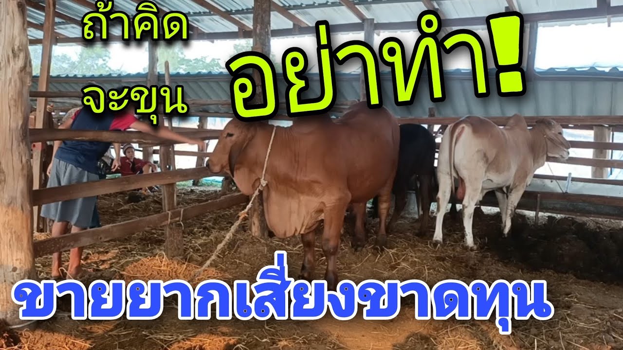 คำเตือนจากคนเลี้ยงวัวขุนรายย่อยเจอปัญหาหนัก มือใหม่ที่คิดจะซื้อวัวมาขุนห้ามพลาด