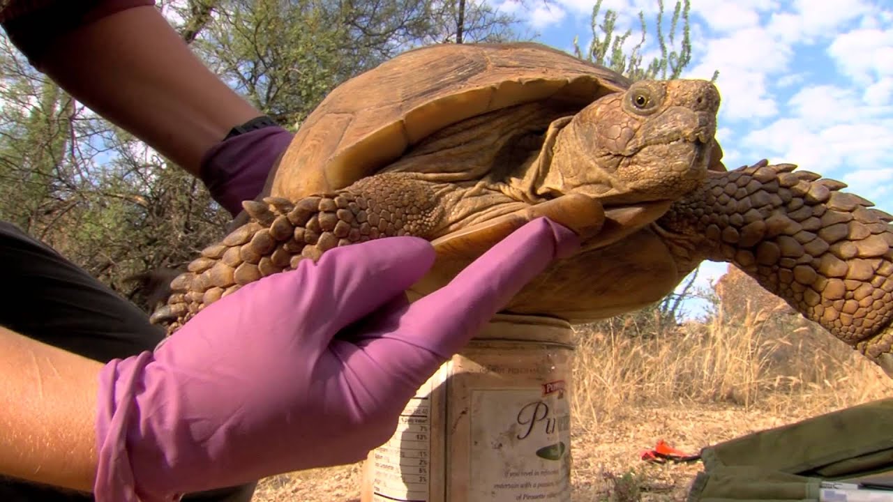 Tracking Tortoises