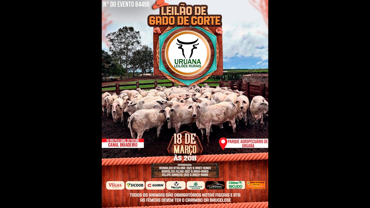 Leilão de Gado -  Uruana Leilões - Leilão de Gado de Corte em Goiás @canal.boiadeiro #live #gado