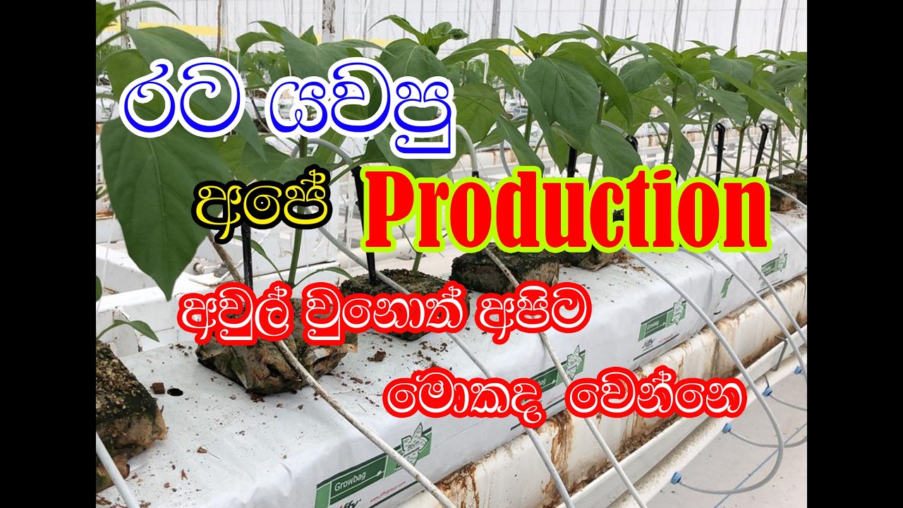 99 න් බේරුණ කෝටියක ඔඩර් එක#ideas #homebusiness #viralvideo #business