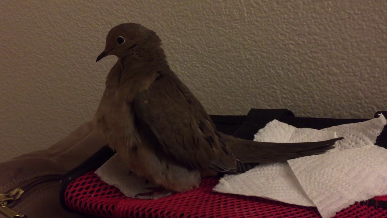 Farna the mourning dove laying her egg