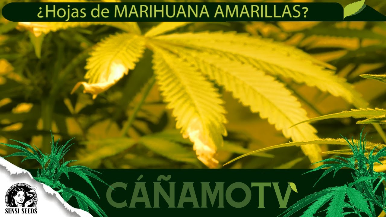 &iquest;Por qu&eacute; las HOJAS de la MARIHUANA se ponen AMARILLAS?