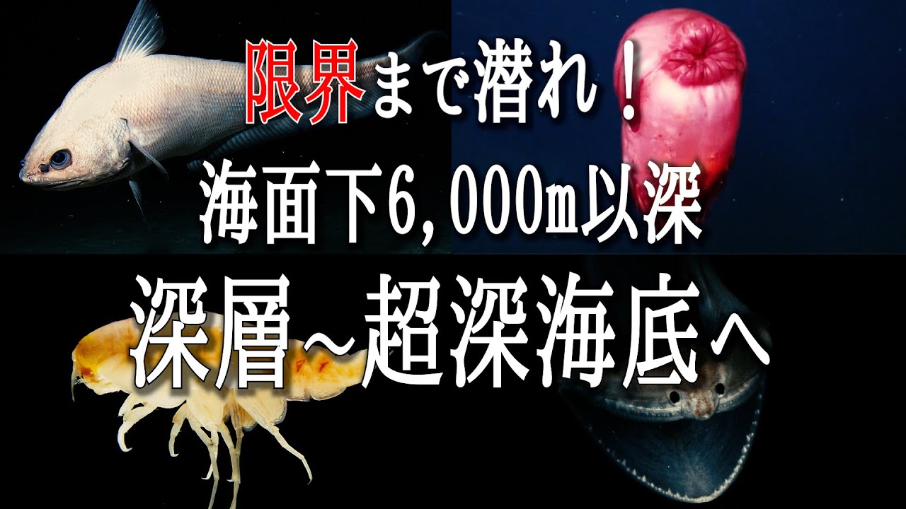深層~超深海底に棲む深海生物7選