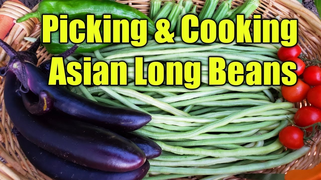Harvesting & Cooking  Fresh Organic Vegetables  - Garden Tour 2019 - Vegetable Harvest.